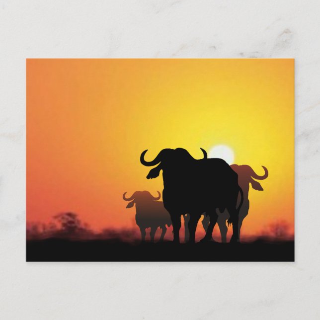 Cape Buffalo Postcard (Front)