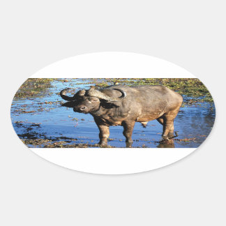 Cape Buffalo safari big 5 stickers