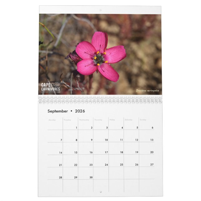 Cape Carnivores Calendar 2022 (Sep 2026)