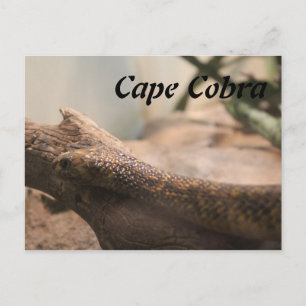 Cape Cobra Postcard