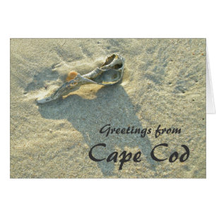 Cape Cod Massachusetts - Shell & Surf