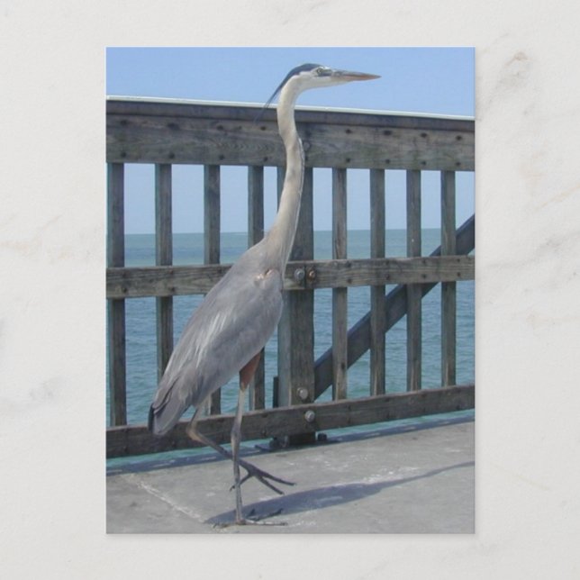 Cape Coral Florida postcard (Front)