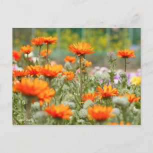 Cape Daisy [Postcard] Postcard