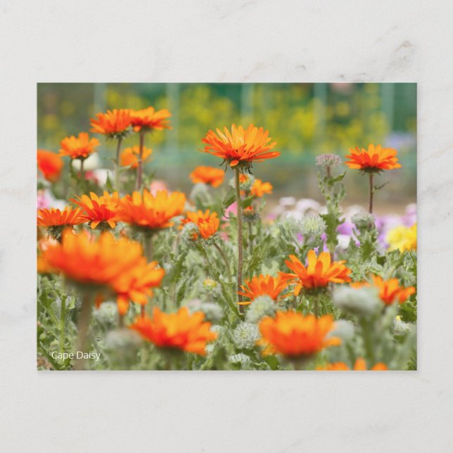 Cape Daisy [Postcard] Postcard (Front)