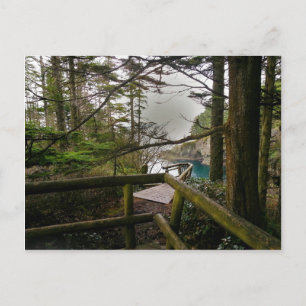 Cape Flattery Trail Olympic Peninsula Postcard