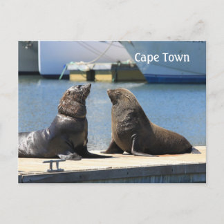 Cape Fur Seals, Waterfront, South Africa Postcard
