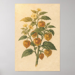 Cape Gooseberry Botanical Study 12 × 18 Poster