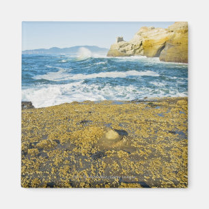 Cape Kiwanda And The Pacific Ocean Magnet