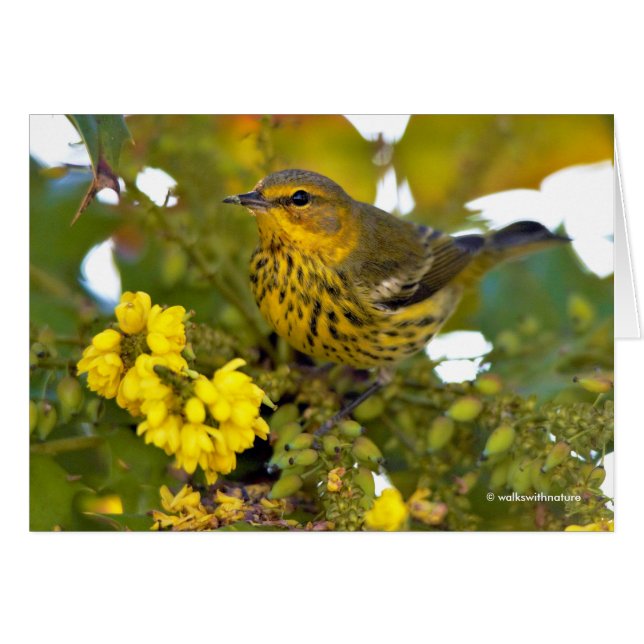 Cape May Warbler with Flowering Mahonia (Front Horizontal)