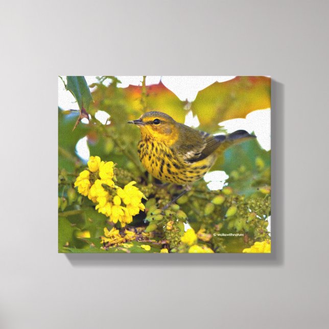 Cape May Warbler with Flowering Mahonia Canvas Print (Front)