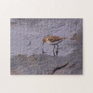 Cape Neddick Least Sandpiper Jigsaw Puzzle