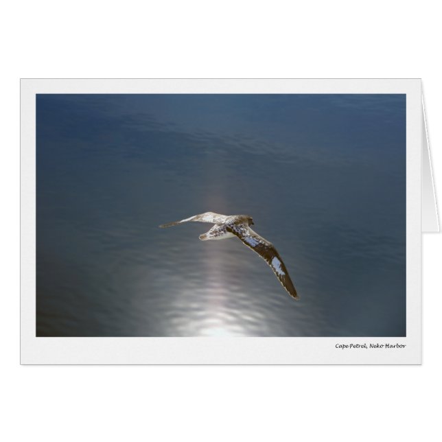Cape Petrel, Neko Harbour (Front Horizontal)