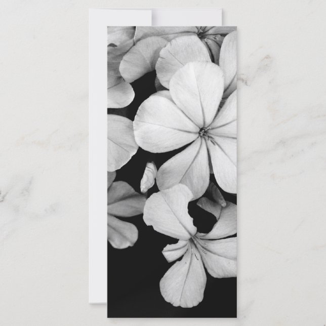 Cape plumbago (Front)