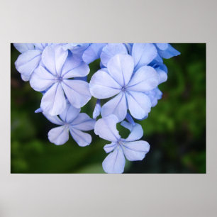 Cape plumbago poster