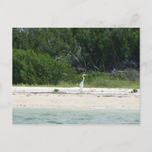 Cape Sable ,Fl. Postcard