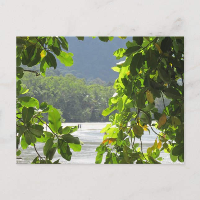 Cape Tribulation - Carte postale Australie (Devant)