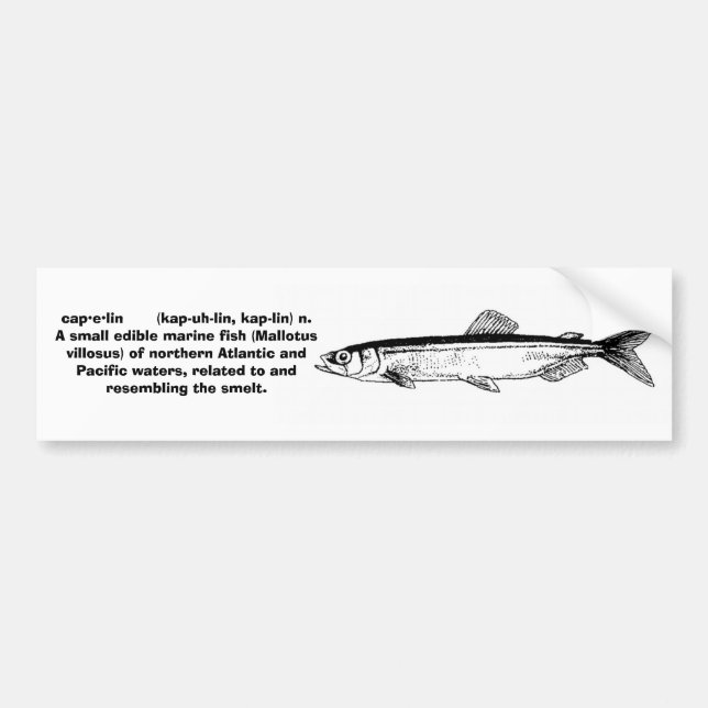 Capelin - Bumper Sticker (Front)