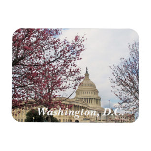 Capitol and Cherry blossoms Magnet