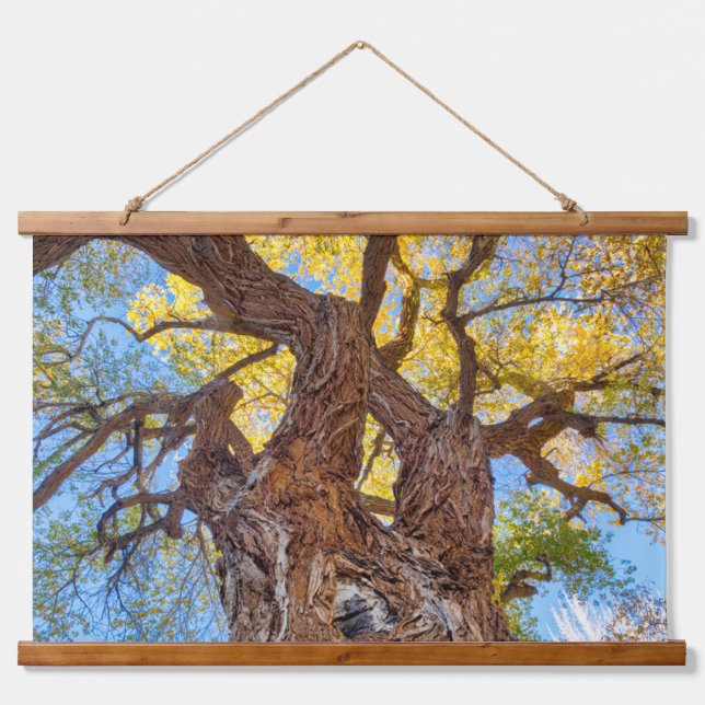 Capitol Reef National Park, Cottonwood Tree Hanging Tapestry (Front)