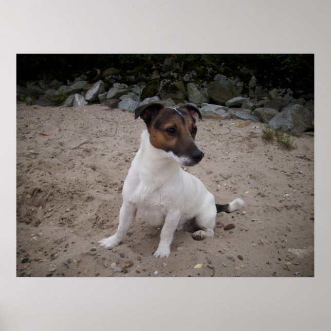 Capo von Oppenheim, Jack Russell Dog Poster (Front)