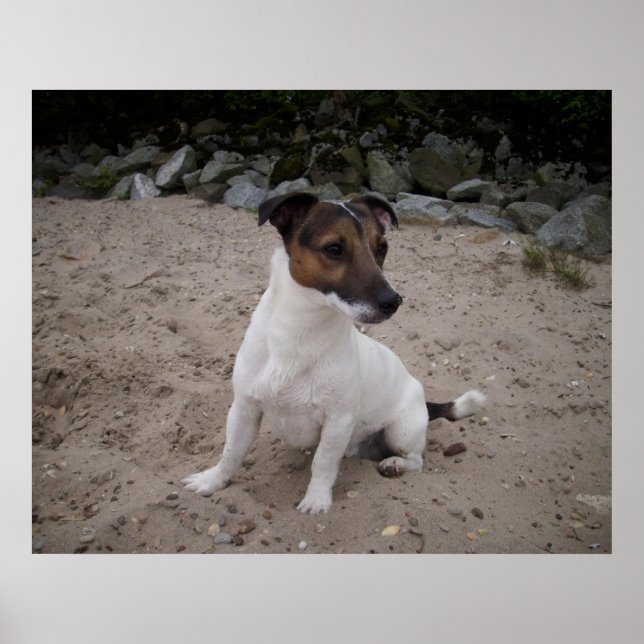 Capo von Oppenheim, Jack Russell Dog Poster (Front)