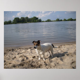 Capo von Oppenheim, Jack Russell Dog Poster