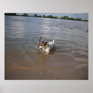 Capo von Oppenheim, Jack Russell Dog Poster