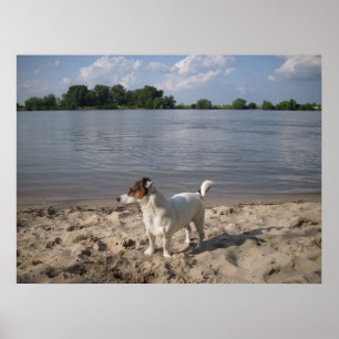 Capo von Oppenheim, Jack Russell Dog Poster