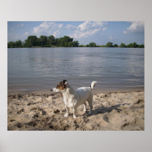 Capo von Oppenheim, Jack Russell Dog Poster