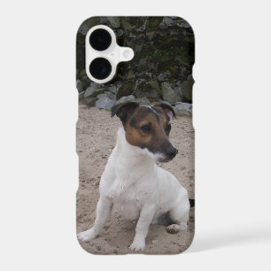Capo von Oppenheim Jack Russell Terrier, Dog