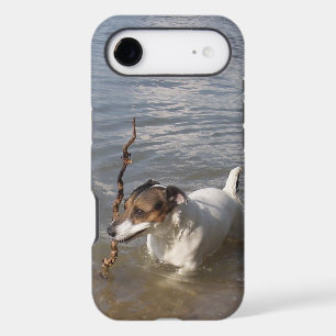 Capo von Oppenheim, Jack Russell Terrier Dog