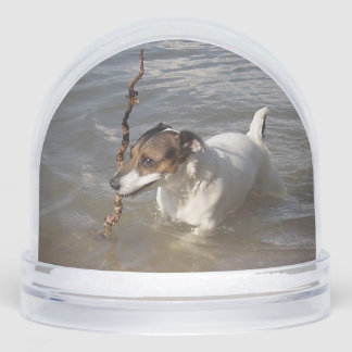 Capo von Oppenheim, Jack Russell Terrier Dog