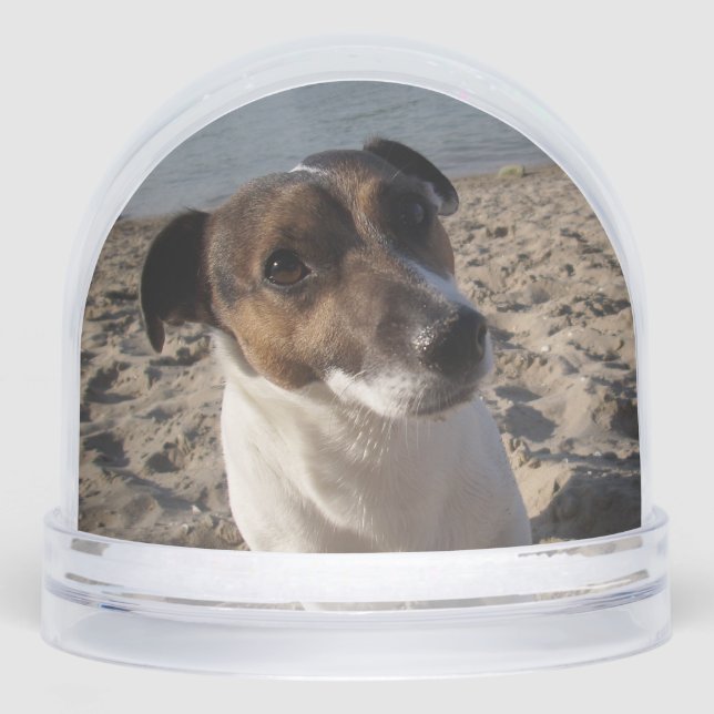 Capo von Oppenheim, Jack Russell Terrier Dog (Avant)