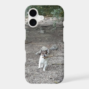 Capo von Oppenheim, Jack Russell Terrier Dog