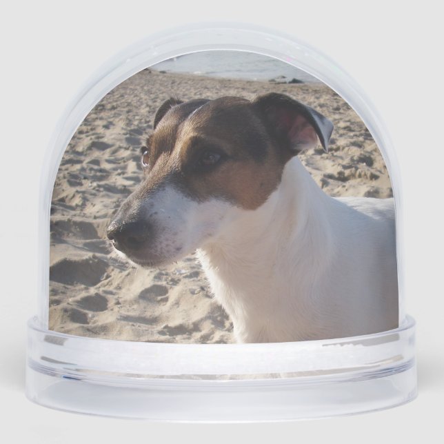 Capo von Oppenheim, Jack Russell Terrier Dog (Avant)