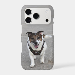 Capo von Oppenheim, Jack Russell Terrier Dog