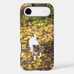 Capo von Oppenheim, Jack Russell Terrier Dog