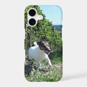 Capo von Oppenheim Jack Russell Terrier, Dog