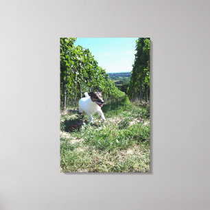 Capo von Oppenheim, Jack Russell Terrier, Dog Canvas Print