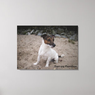 Capo von Oppenheim, Jack Russell Terrier, Dog Canvas Print