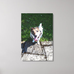 Capo von Oppenheim, Jack Russell Terrier, Dog Canvas Print