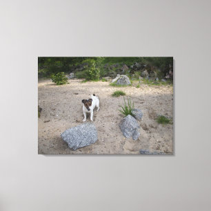 Capo von Oppenheim, Jack Russell Terrier, Dog Canvas Print