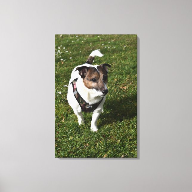 Capo von Oppenheim, Jack Russell Terrier, Dog Canvas Print (Front)