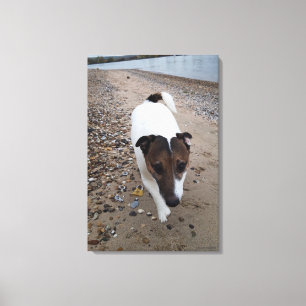 Capo von Oppenheim, Jack Russell Terrier, Dog Canvas Print