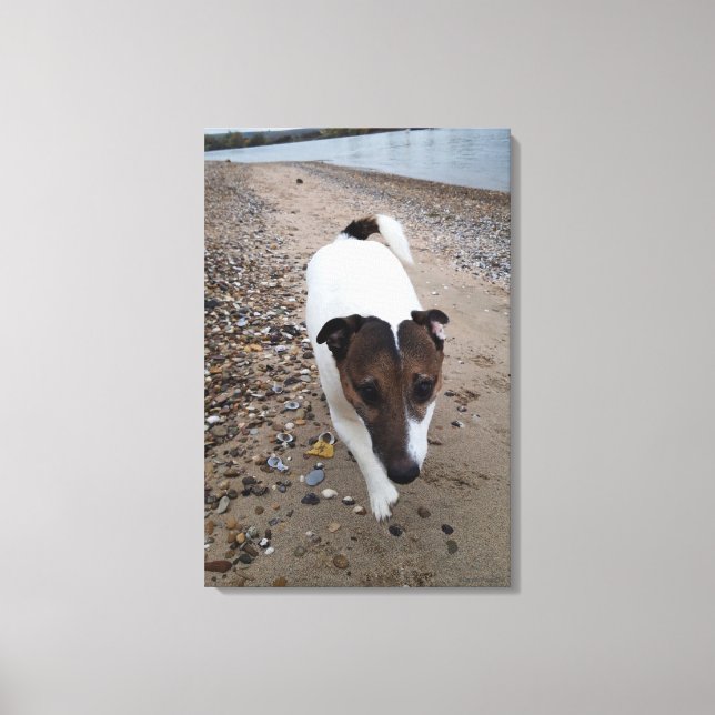 Capo von Oppenheim, Jack Russell Terrier, Dog Canvas Print (Front)