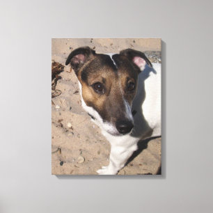 Capo von Oppenheim, Jack Russell Terrier, Dog Canvas Print