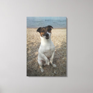 Capo von Oppenheim, Jack Russell Terrier, Dog Canvas Print