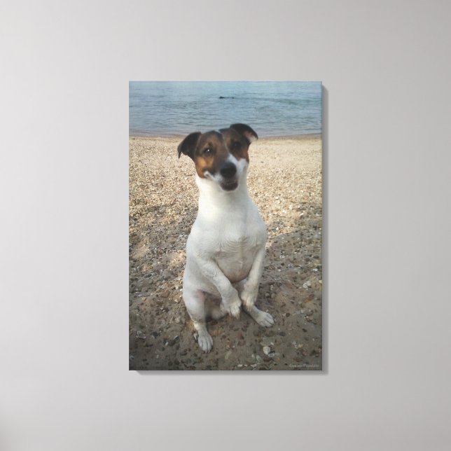 Capo von Oppenheim, Jack Russell Terrier, Dog Canvas Print (Front)