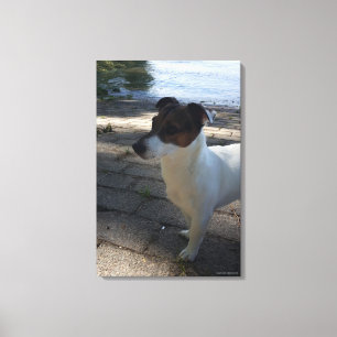 Capo von Oppenheim, Jack Russell Terrier, Dog Canvas Print