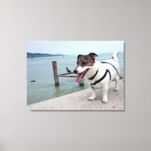 Capo von Oppenheim, Jack Russell Terrier Dog Canvas Print